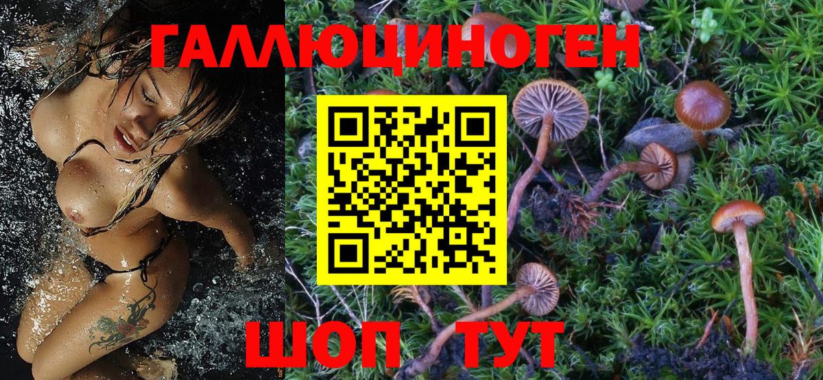 Галлюциногенные грибы Psilocybe  Псилоцибиновые грибы GOLDEN TEACHER  Нижний Новгород  Вход с VPN 